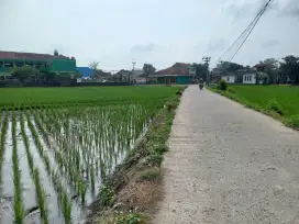 SAWAH PRODUKTIP TERHALANG 1PETAK DARI PINGGIR JLN DIBALEENDAH-JELEKONG