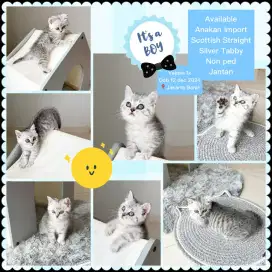 Available Kucing Scottish Straight Murah Non Ped Anakan Import