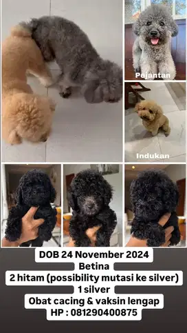 Female Toy Poodle puppies