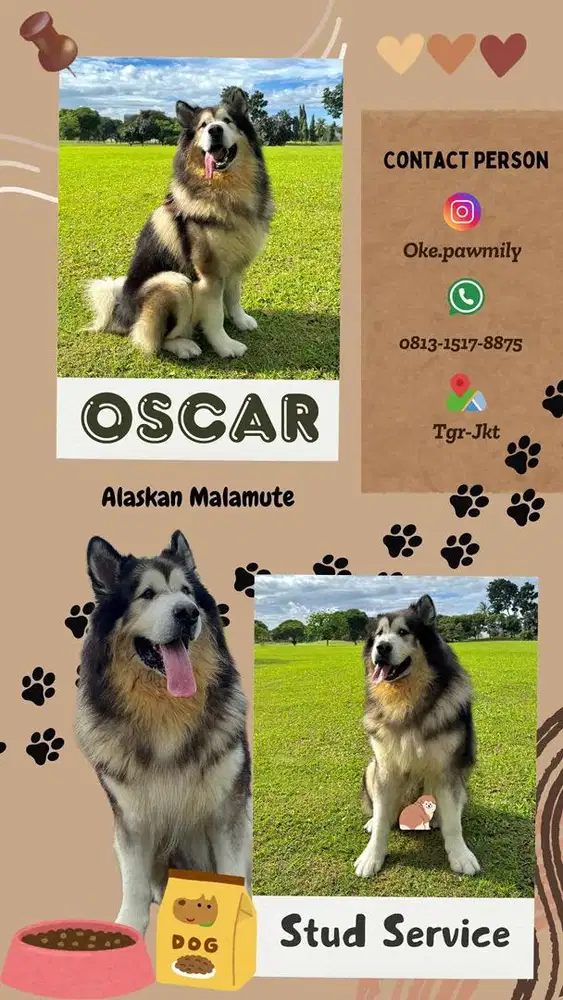 Alaskan Malamute Giant