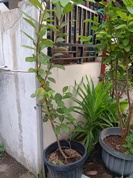Jual pohon jambu kristal