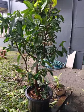 Jual pohon jambu air