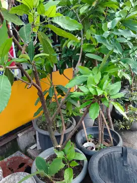 Jual pohon mangga aromanis