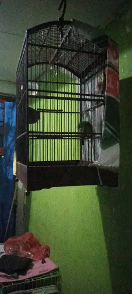 Burung kicau gacor dorr siap lomba