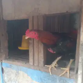 Ayam Bangkok jantan