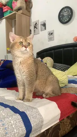 Bsh british short hair pacak golden