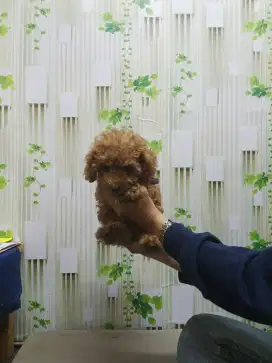 Red Toy Poodle  puppy for sale