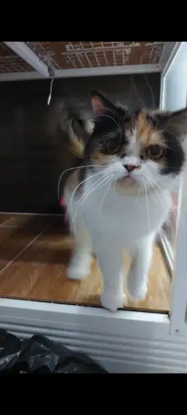 Kucing Persia Flatnose Betina Proven Calico Habis Kawin Sama Peaknose
