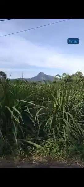 TANAH LOKASI TLOGOSARI NONGKOJAJAR