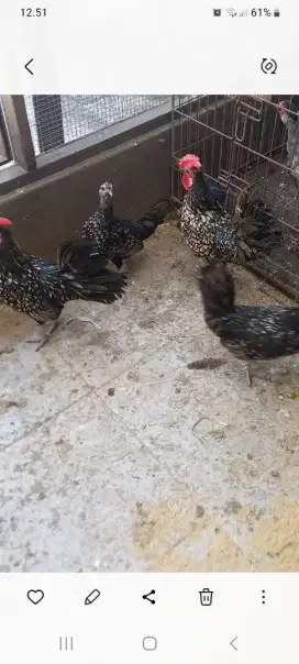 Ayam batik itali hitam sepasang