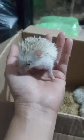 Anakan landak mini jinak