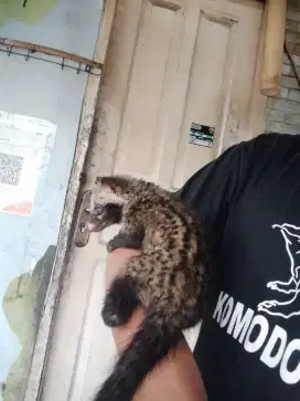 Baby musang pandan