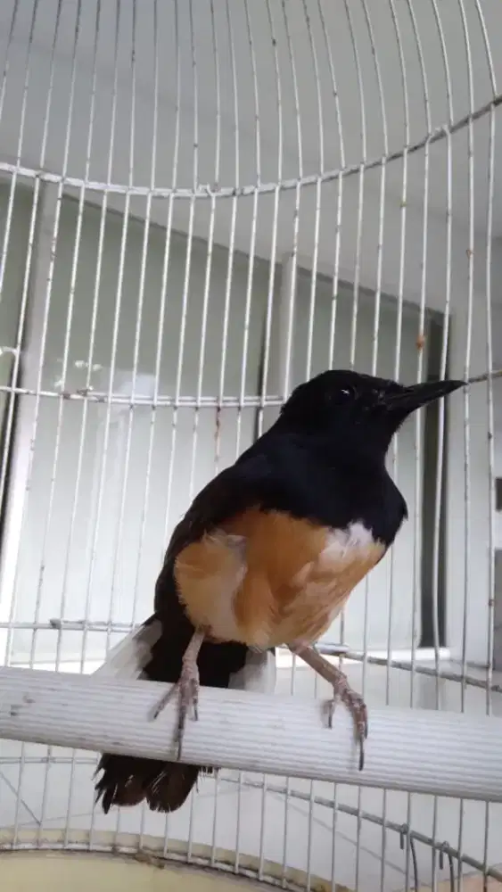 Jual Burung Murai Batu Kondisi Mulus Bisa Rentangkan Sayap