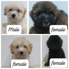 Jual Toy poodle (ready visit)