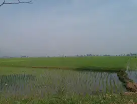 Sawah Produktif Sapan Ciparay dekat tegal luar