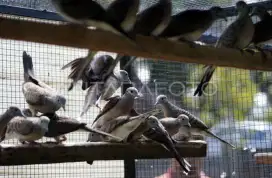 Burung perkutut asli Jatim tuban