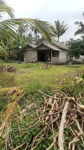 sawah berdiri sebuah rumah dgn view sawah