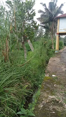 sawah depan Islamic center