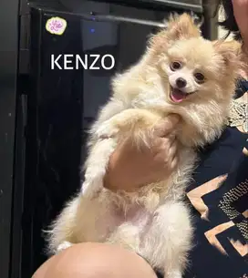 Anjing mini Pomeranian pure