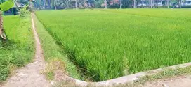 DI JUAL SAWAH KIKISIK SUKARATU KOTA TASIKMALAYA JAWA BARAT