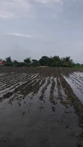 tanah sawah sawo cangkring