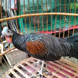 Ayam hutan hijau jatim