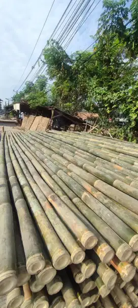 bambu steger panjang -+6 meter