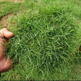 Pemasangan rumput jepang
