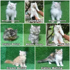 JUAL ANAKAN KUCING KITTEN PERSIA