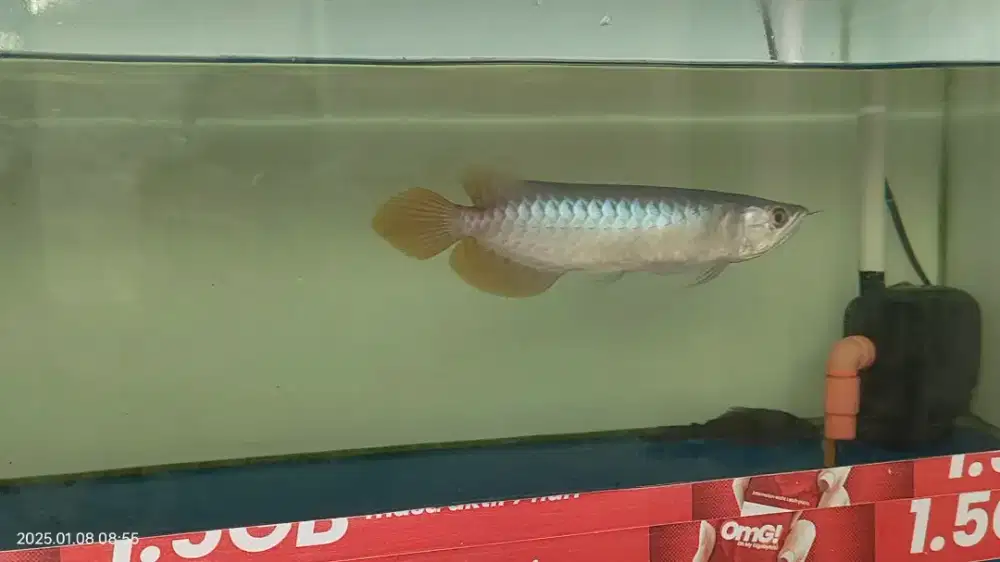 Dijual ikan Arwana Sr UK +-28cm sertifikat lengkap..