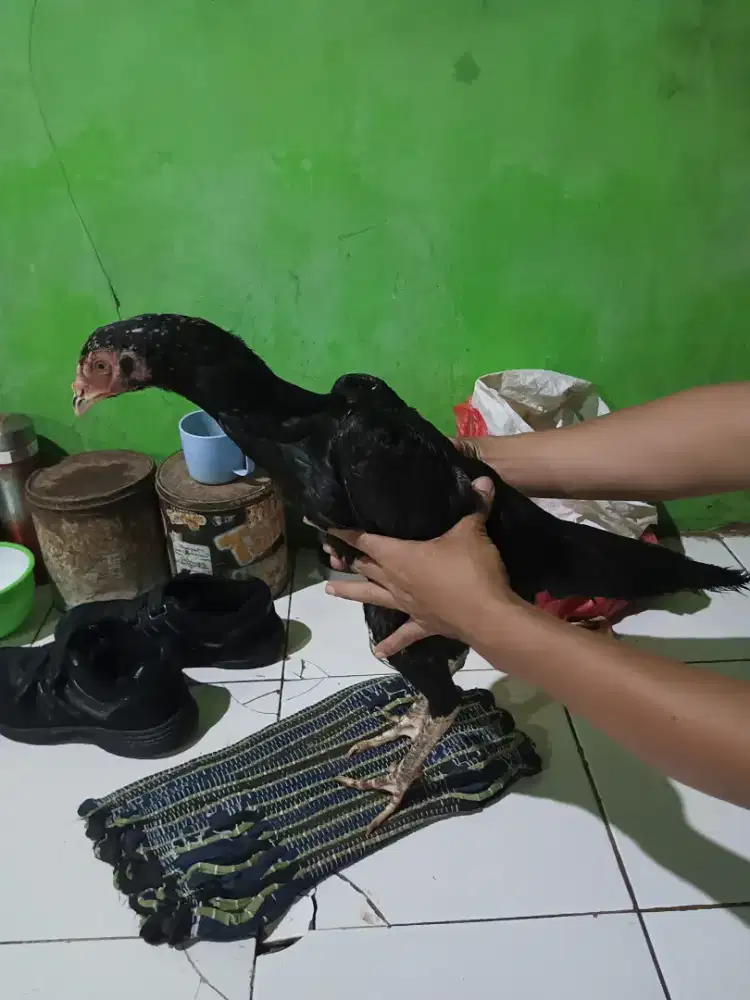 AYAM BANGKOK DEDARA TULANG PANJANG GRESS SIAP PRODUKSI