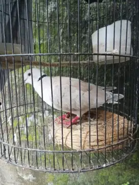 Jual burung puter pelung Gacor BU