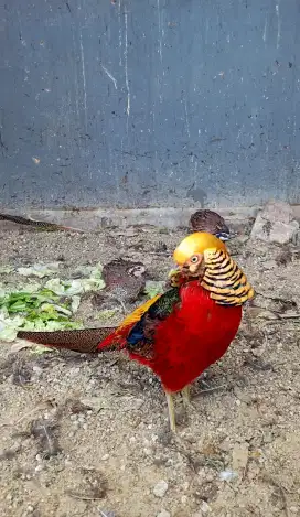 Golden pheasant sepasang