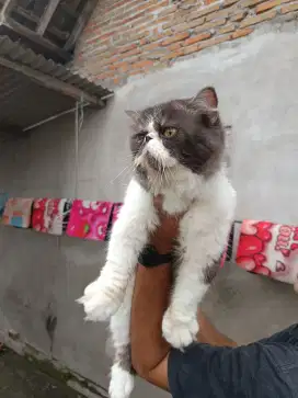 Jasa Pacak Kucing Peaknose