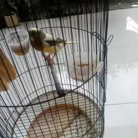 Burung Kenari 2 ekor