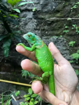 Iguana Green Sehat