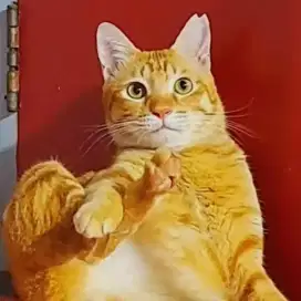 Kucing oren jantan (domestik)
