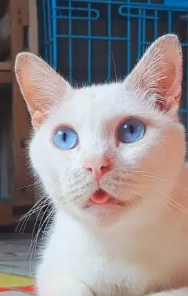 Kucing Putih Khao Manee Jantan