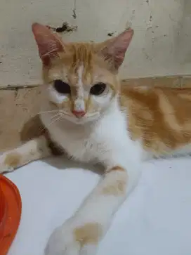 Kitten Kucing Oyen
