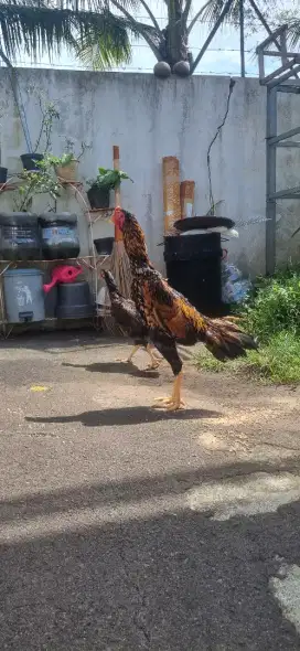 Ayam shamo 1 pasang