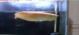 IKAN ARWANA JENIS ALBINO BRAZIL