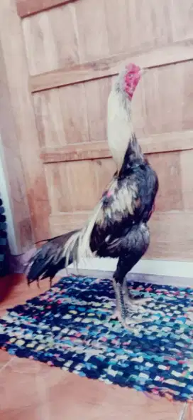 Ayam Pama Brazilian abr 2 x Vidio ada murah aja  pancuran mas hitam