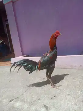 Ayam pakhoy Pama muda 1 x BR bentar murah saja jos mantap