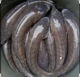 Pulihkan Luka dengan Ikan Gabus, Aman dan Alami!