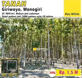 Dijual Tanah Bonus Pohon Jati usia 10 tahun di Giriwoyo, Wonogiri