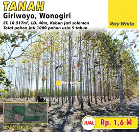 Dijual Tanah Bonus Pohon Jati usia 9 tahun di Giriwoyo, Wonogiri