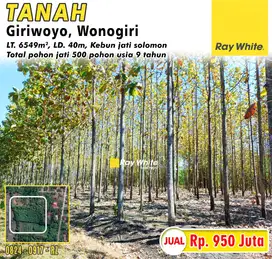 Dijual Tanah Bonus Pohon Jati usia 9 tahun di Giriwoyo, Wonogiri