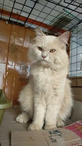 Persia tulen redtubby tulang & perawakan besar maincoon