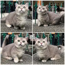 Kucing munchkin bsh jantan
