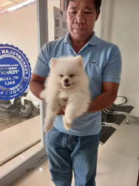 Pomeranian ,white